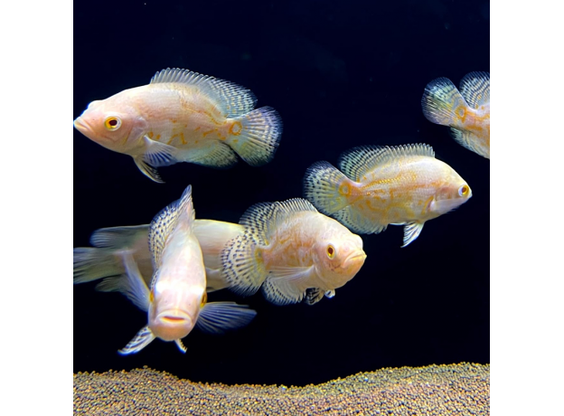 Астронотус тигровый альбинос (M) (Astronotus ocellatus)