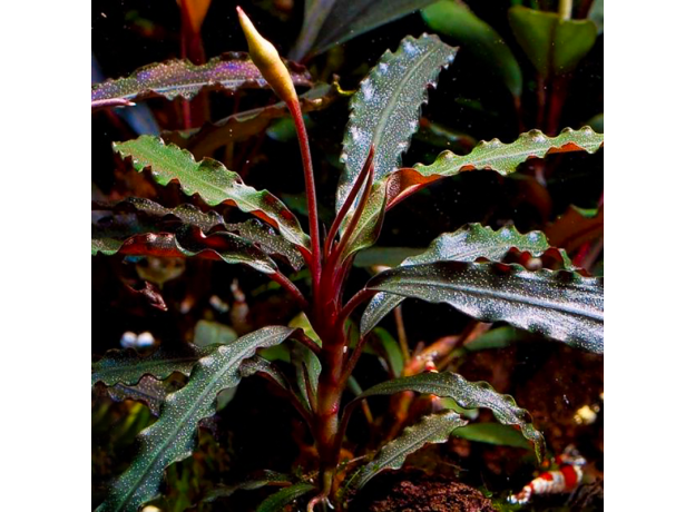 Буцефаландра Вельвет (в горшке) (Bucephalandra sp. velvet)