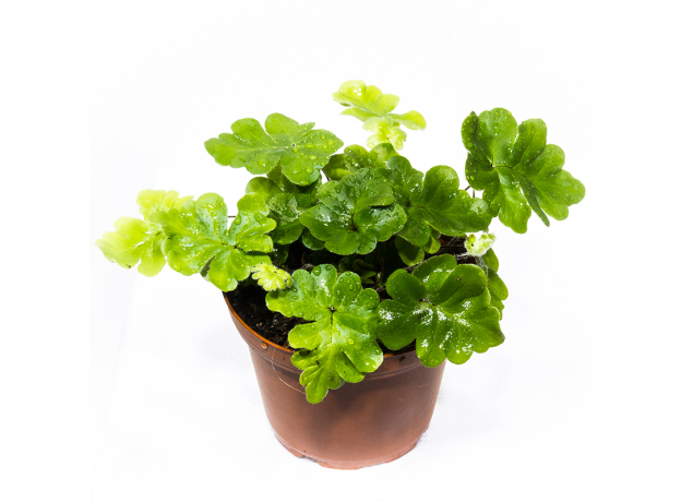Дориоптерис Кордата (Doryopteris Cordata)