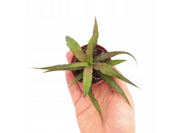 Криптантус бесстебельный (Cryptanthus acaulis), L