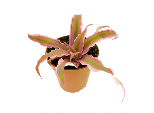 Криптантус двуполосый (Cryptanthus bivittatus "pink starlight"), L