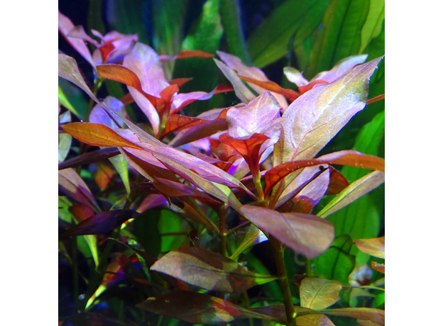 Людвигия железистая (с грузом)