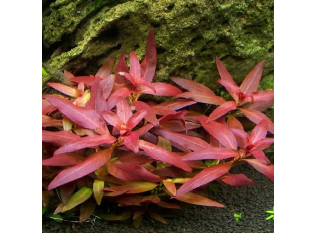 Людвигия железистая (с грузом)