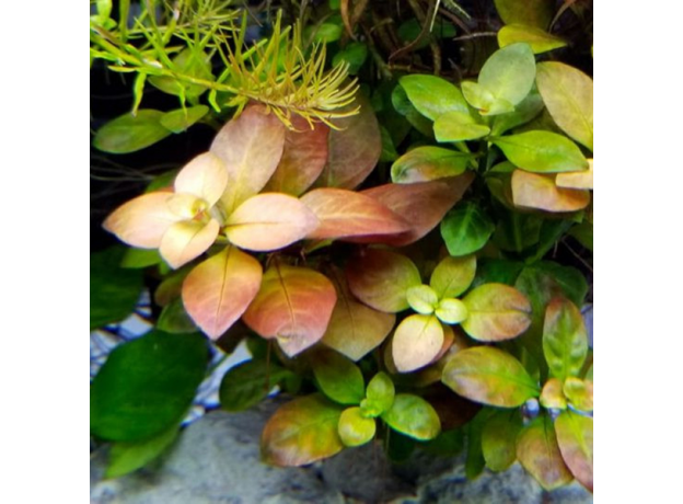 Людвигия овалис (в горшке) (Ludwigia ovalis)