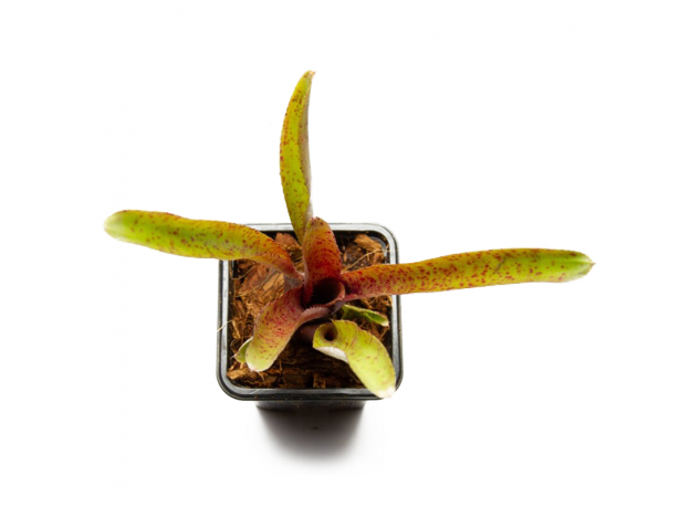 Неорегелия (Neoregelia Gemini)