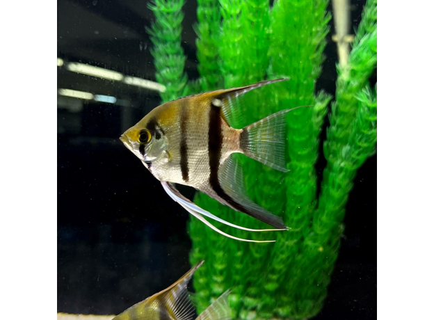 Скалярия зебра (L) (Pterophyllum scalare var.)