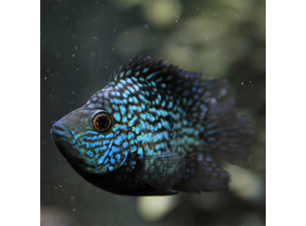 Цихлазома бриллиантовая баллон (S) (Herichthys cyanoguttatus)