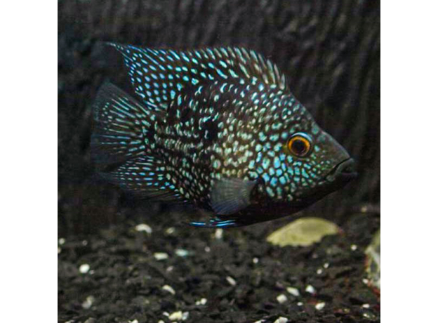 Цихлазома бриллиантовая баллон (S) (Herichthys cyanoguttatus)