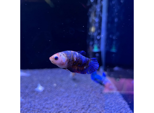 Петушок плакат мультиколор (самка) (Betta splendens)