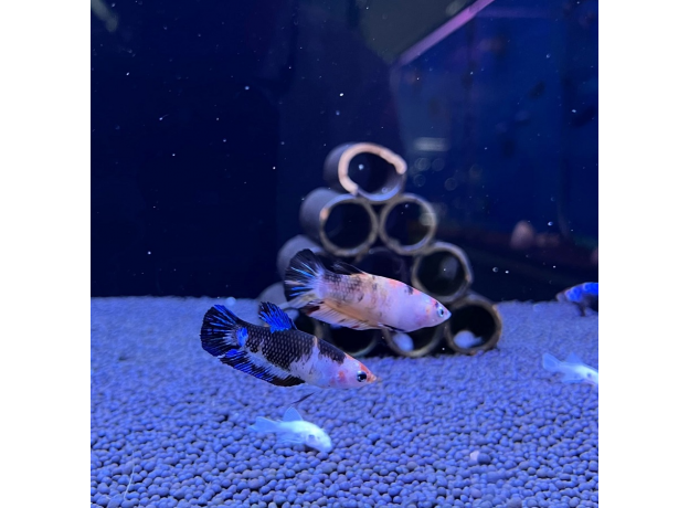 Петушок плакат мультиколор (самка) (Betta splendens)