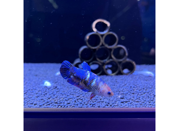 Петушок плакат мультиколор (самка) (Betta splendens)