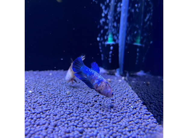 Петушок плакат мультиколор (самка) (Betta splendens)