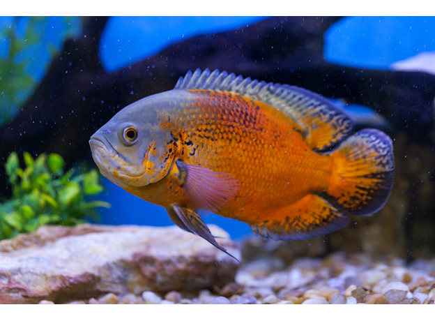 Астронотус красный (L) (Astronotus ocellatus var. Red Oscar)