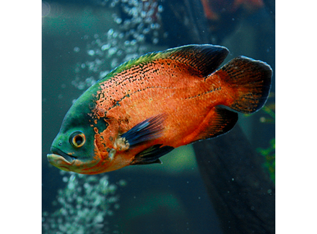 Астронотус красный (L) (Astronotus ocellatus var. Red Oscar)