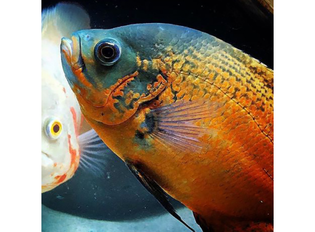 Астронотус красный (L) (Astronotus ocellatus var. Red Oscar)