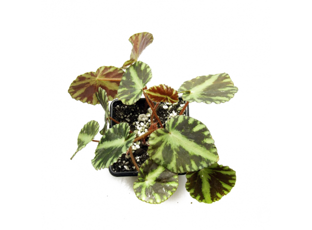 Бегония (Begonia Cleopatrae)