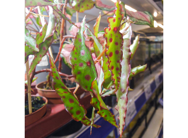 Бегония амфиоксус (Begonia amphioxus)