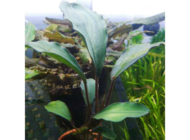 Буцефаландра зеленая широколистная (в горшке) (Bucephalandra sp.Green Broad leaf)