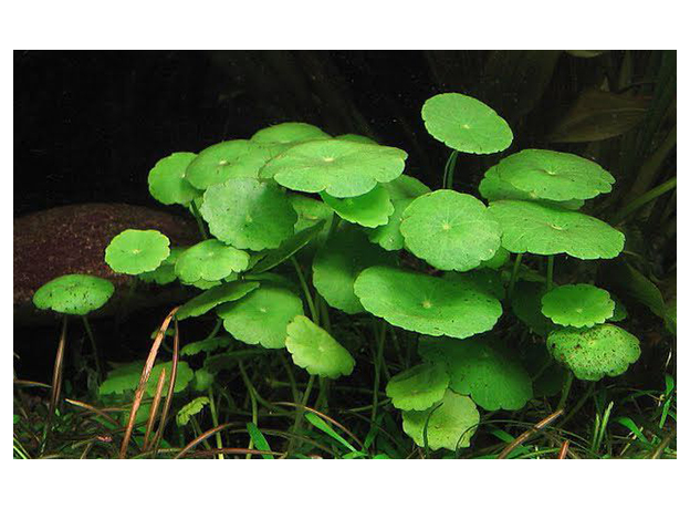 Гидрокотила мутовчатая (в горшке) (Hydrocotyle verticillata)