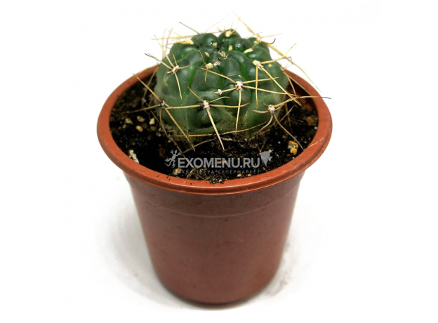 Гимнокалициум эуриплеурум (Gymnocalycium eurypleurum) 8'