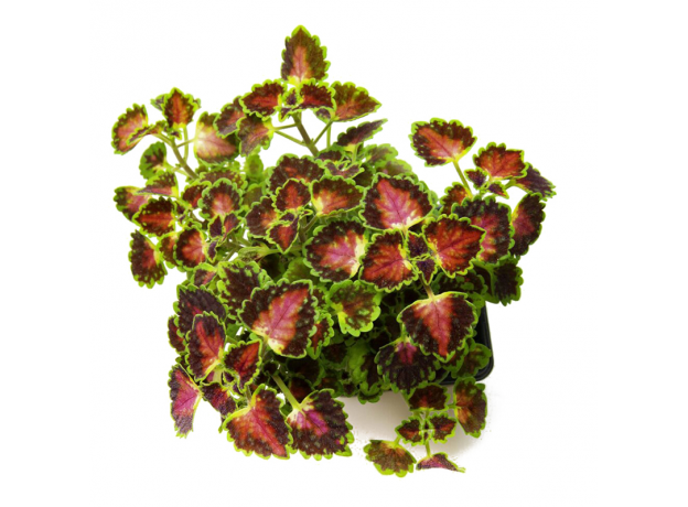 Колеус (Coleus sp mini)