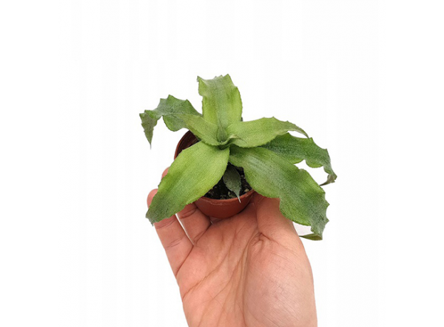 Криптантус бесстебельный  (Cryptanthus acaulis var. argenteus), XL