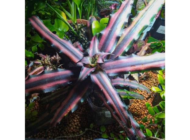 Криптантус двуполосый (Cryptanthus bivittatus «Chocolate Soldier»), XL
