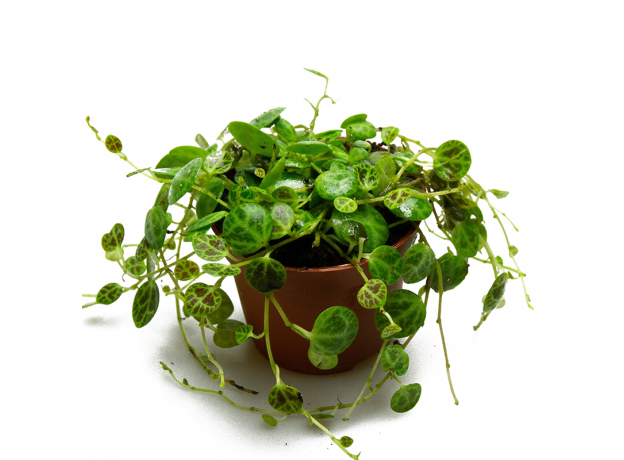 Пеперомия (Peperomia Prostrata)