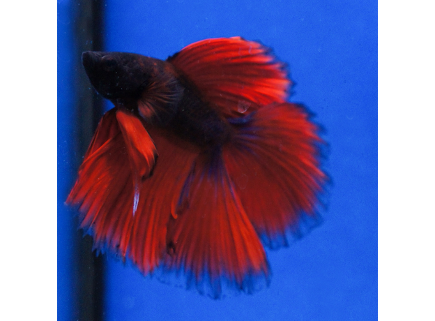 Петушок двухвостый (Betta splendens) (самец)