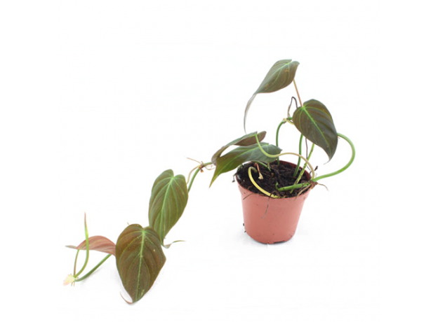 Филодендрон (Philodendron Micans)