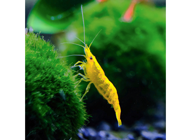 Креветка вишневая желтая (Neocaridina denticulata sinensis var. yellow)