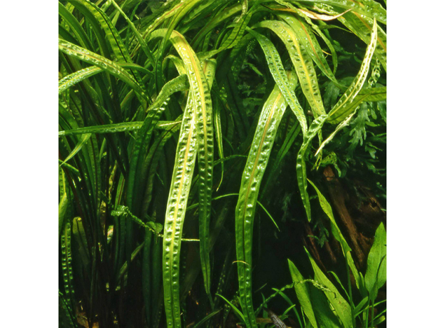 Криптокорина балансе (с грузом) (Cryptocoryne balansae)