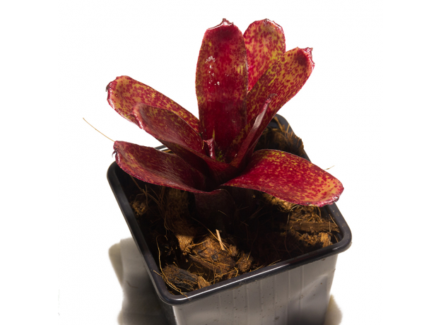 Неорегелия (Neoregelia Red Waif)