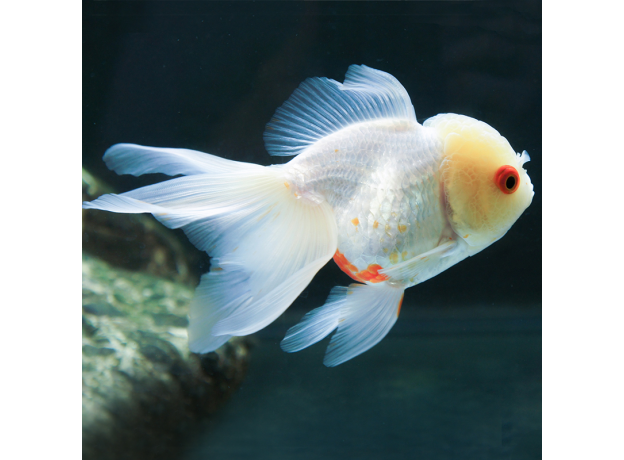 Золотая рыбка Оранда красно-белая (L) (Carassius auratus var.)