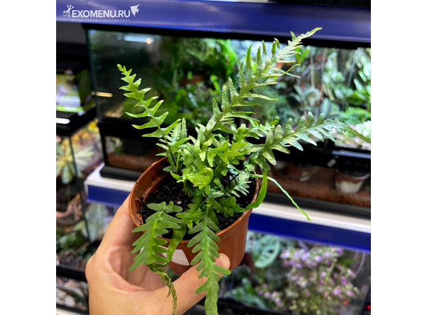 Папоротник драконьего хвоста (Asplenium Ebenoides Dragon's)