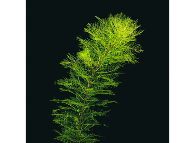 Перистолистник Скабратум, зеленый  (с грузом) (Myriophyllum scabratum)