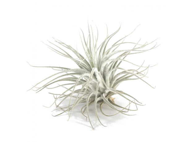 Тилландсия (Tillandsia Tectorum), S