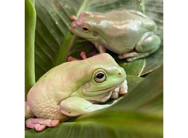 Квакша австралийская (литория) голубая, M
