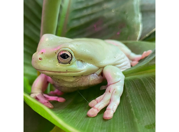 Квакша австралийская (литория) голубая, M