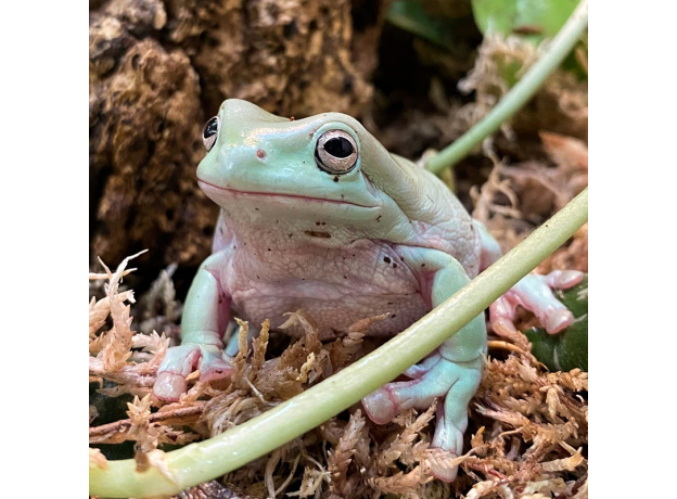 Квакша австралийская (литория) голубая, M