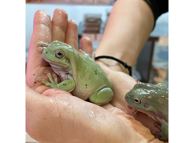 Квакша австралийская (литория) голубая, M