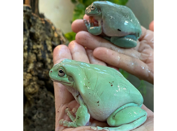 Квакша австралийская (литория) голубая, M