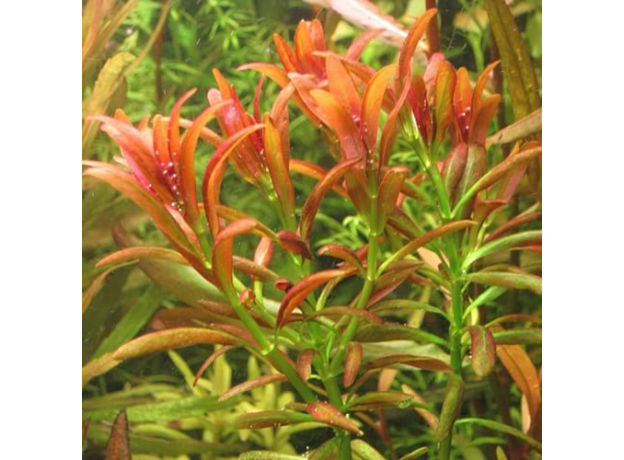 Аммания Сулавеси (с грузом) (Ammania sp Sulawesi)