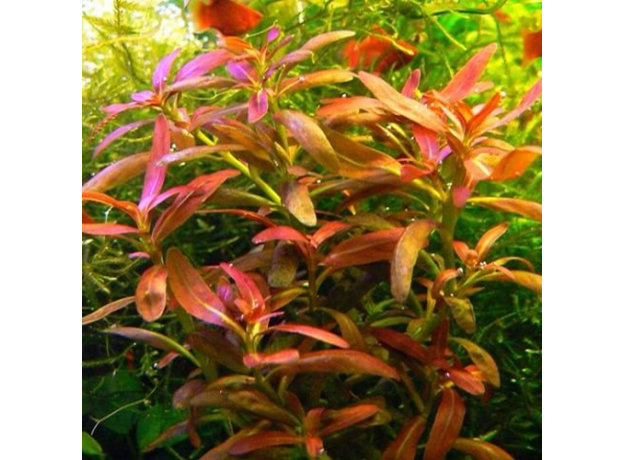 Аммания Сулавеси (с грузом) (Ammania sp Sulawesi)
