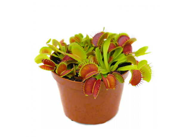 Венерина мухоловка (Dionaea muscipula), горшочек 12см