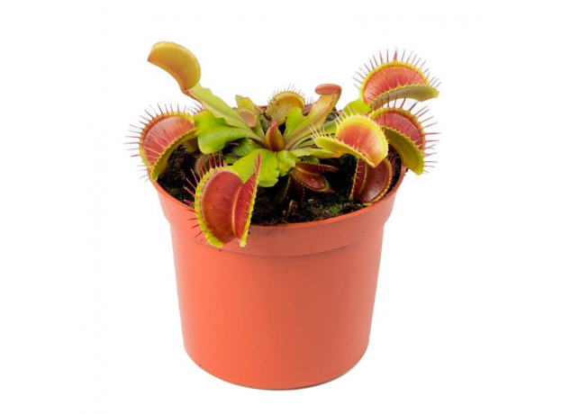 Венерина мухоловка СВ (Dionaea muscipula), горшочек 9см