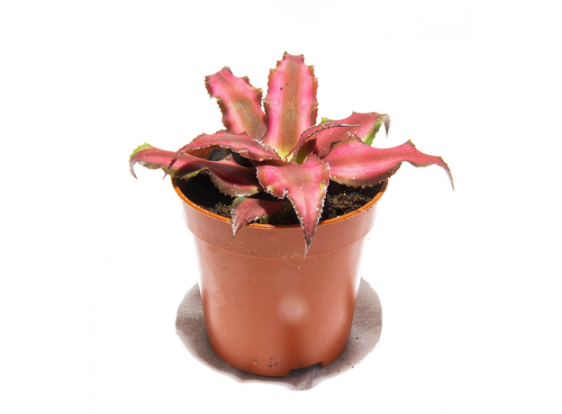 Криптантус двуполосый (Cryptanthus bivittatus)