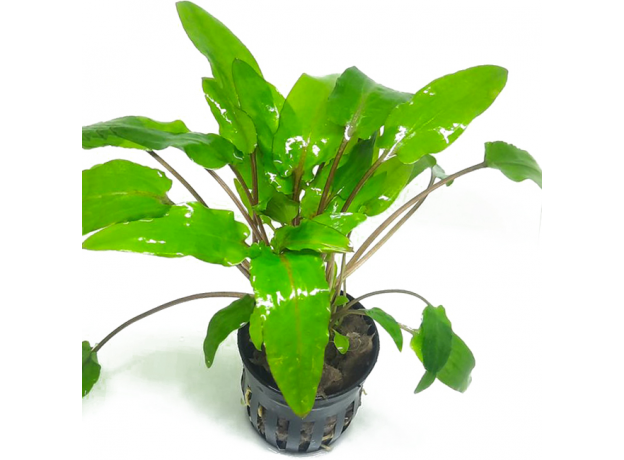 Криптокорина Вендта (в горшке)