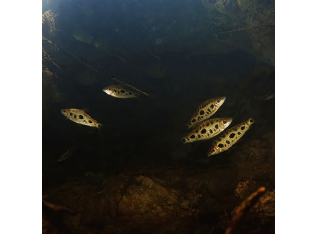 Лепоринус пятнистый (M) (Leporinus nijsseni)