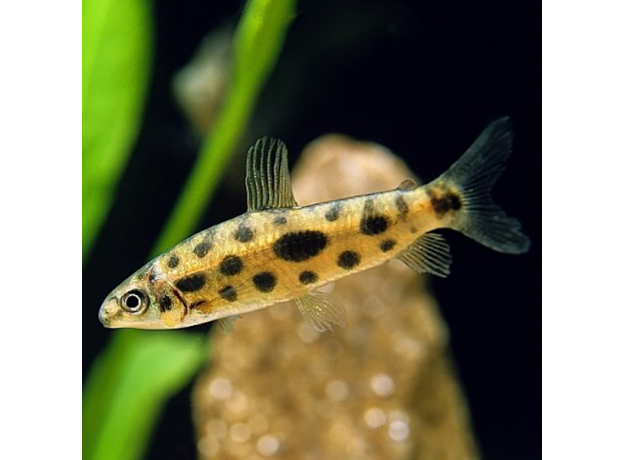 Лепоринус пятнистый (M) (Leporinus nijsseni)